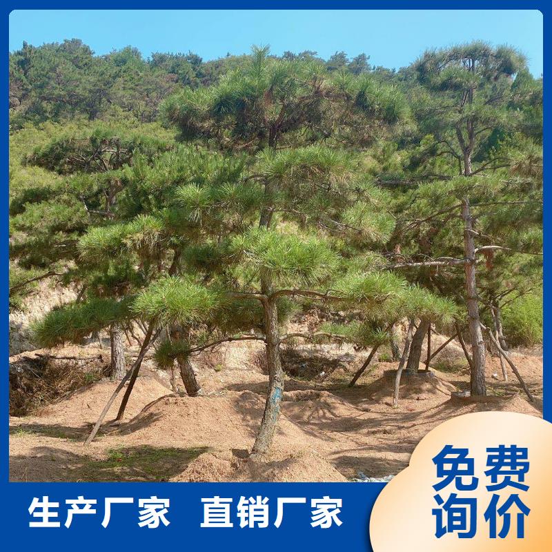 造型松油松質(zhì)量優(yōu)價格低