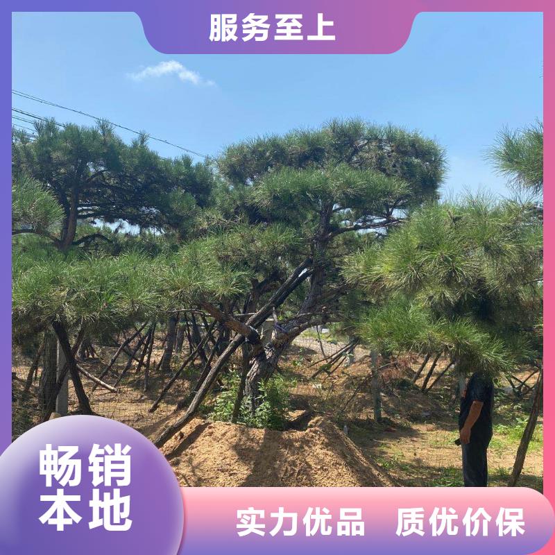 造型松品種全