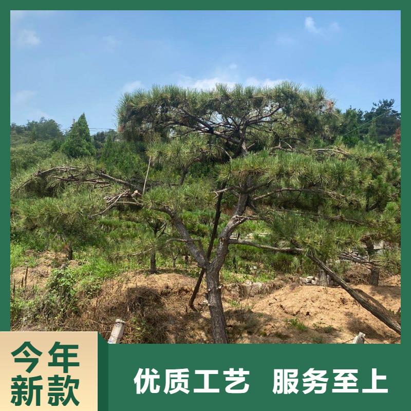 造型松品種全