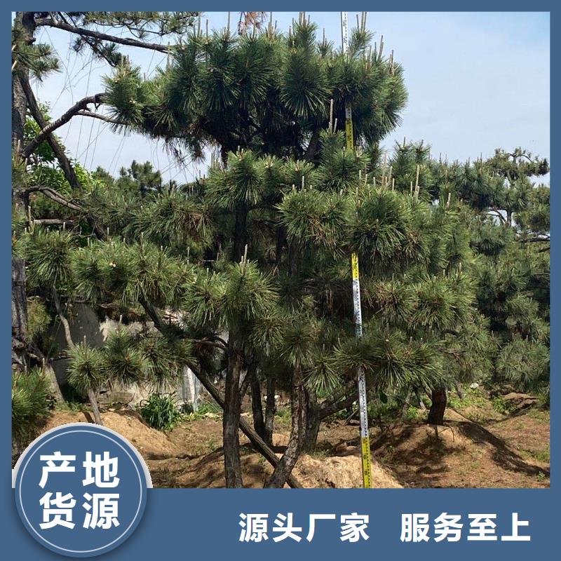 造型松-造型松基地安装简单