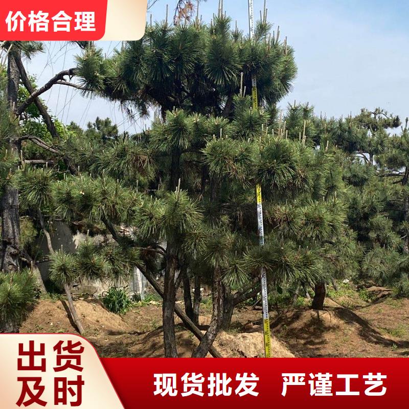 造型松品種全