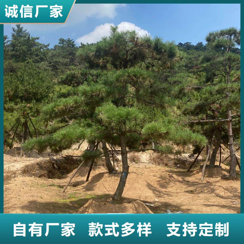 造型松_造型松基地真正让利给买家