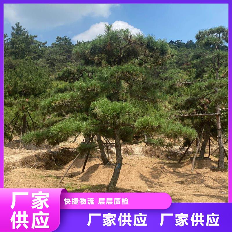  造型松實(shí)體廠家大量現(xiàn)貨