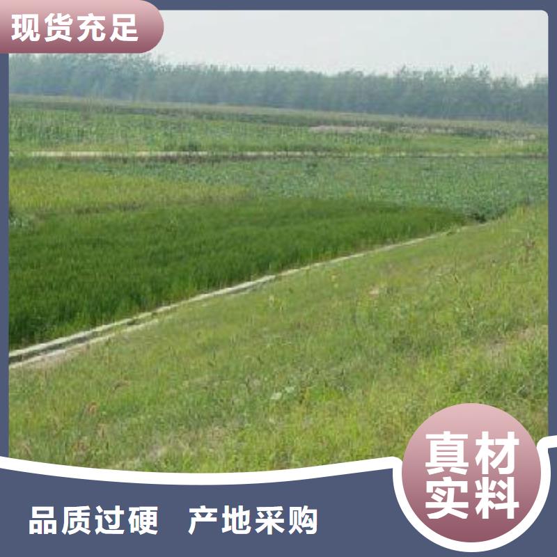 三維植被網【雙向塑料土工格柵】現貨供應