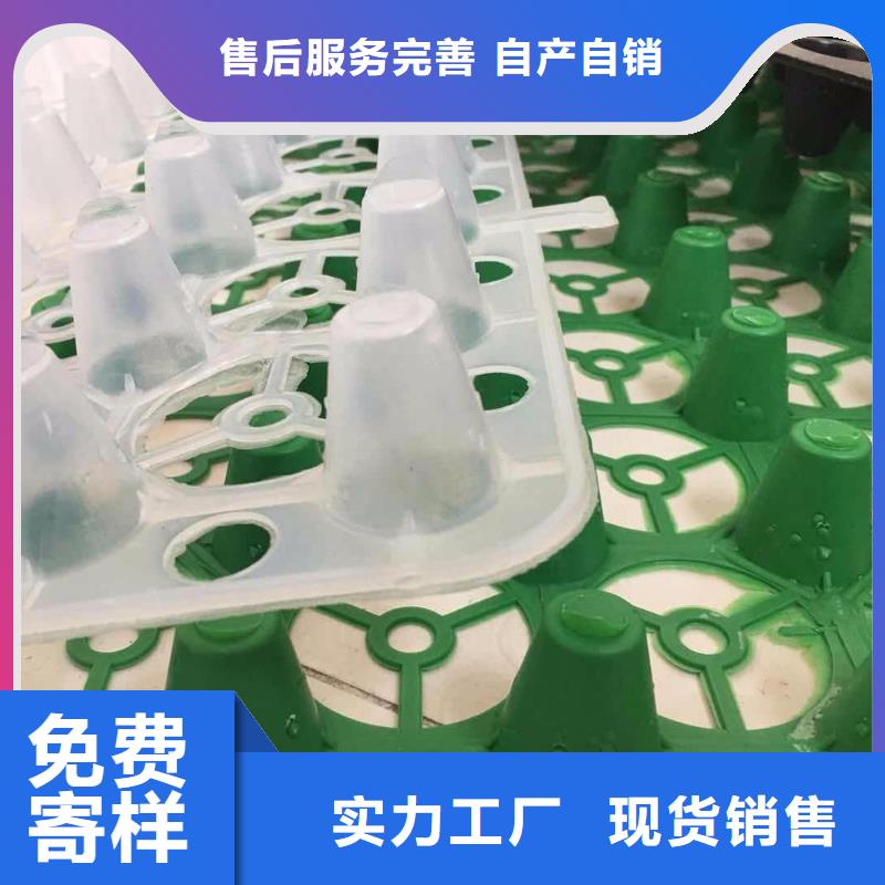 【塑料排水板滌綸土工格柵廠家直銷】