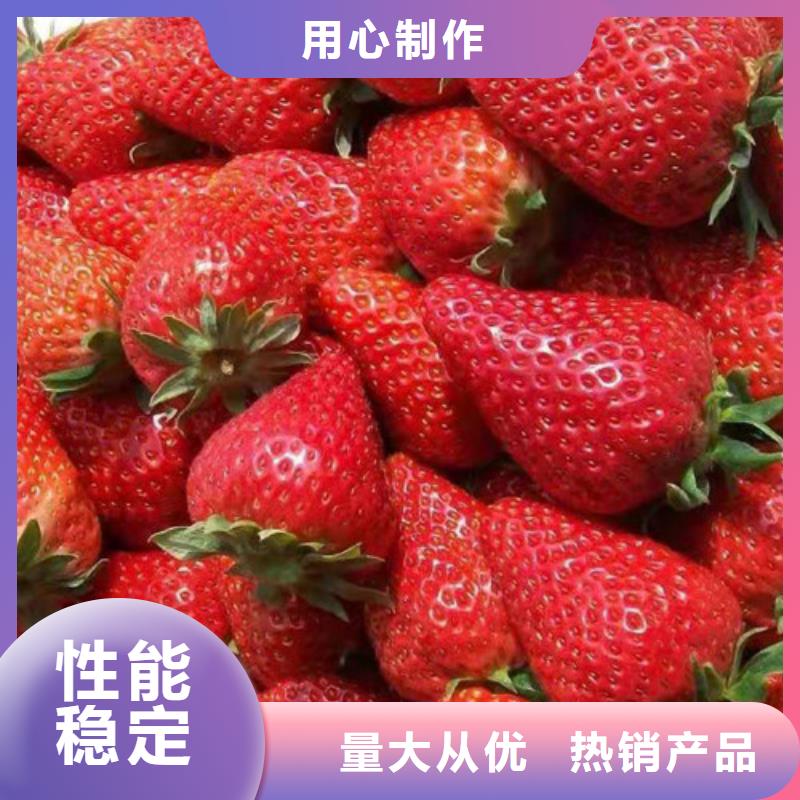 草莓苗_【葡萄苗】好產品有口碑