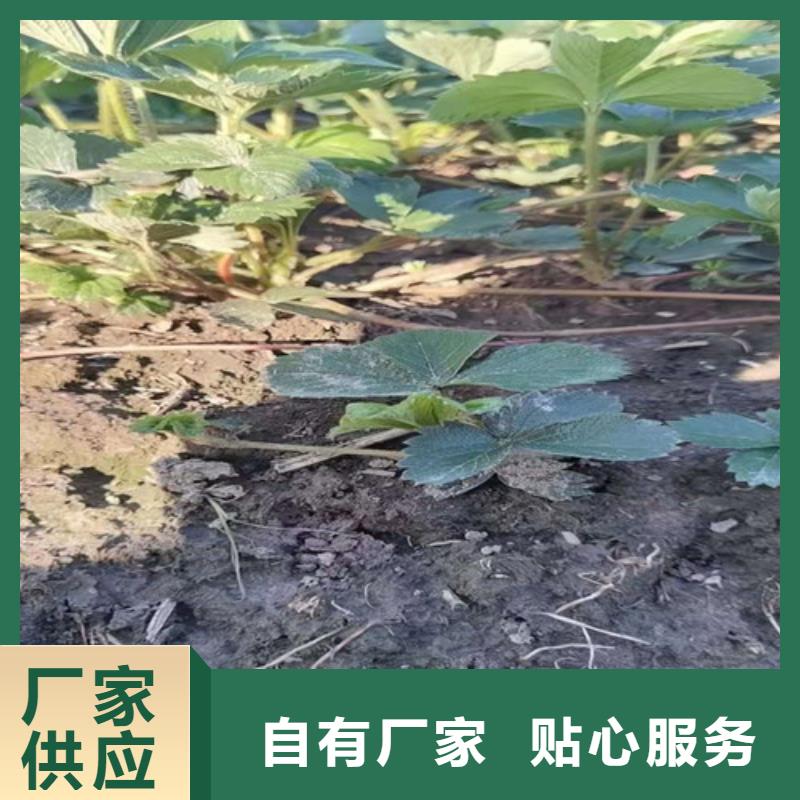 草莓苗,翠冠梨苗支持定制貼心售后