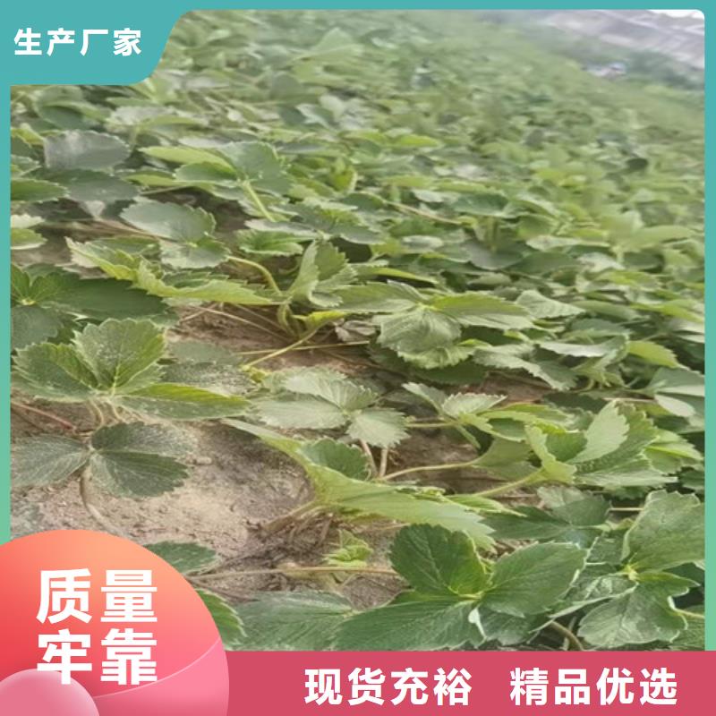 【草莓苗-蘋(píng)果苗優(yōu)質(zhì)原料】