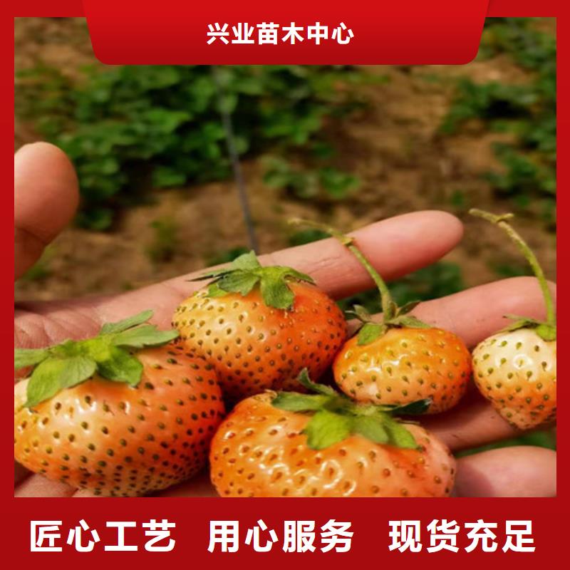 草莓苗_大棚草莓苗專業(yè)生產(chǎn)品質(zhì)保證