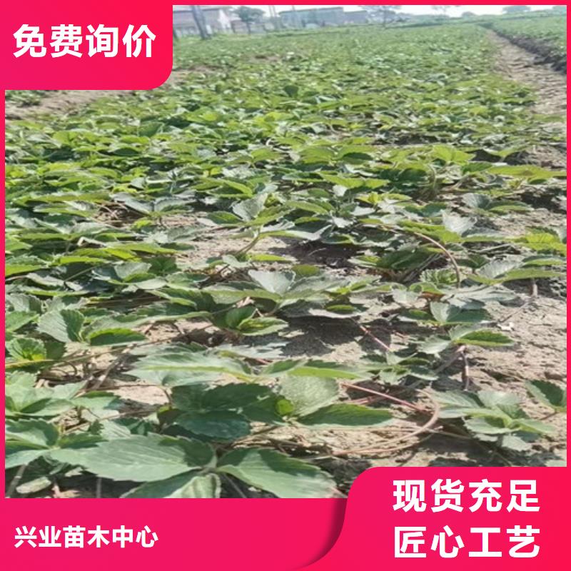 草莓苗_【黃金蜜桃苗】產品細節