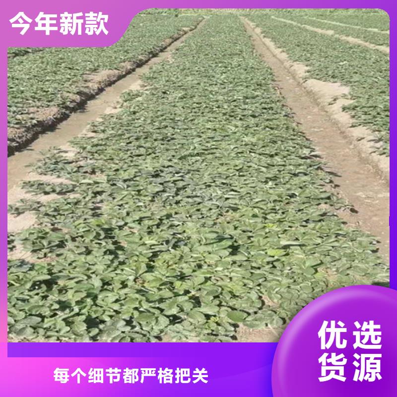 【草莓苗蘋果苗廠家直營】