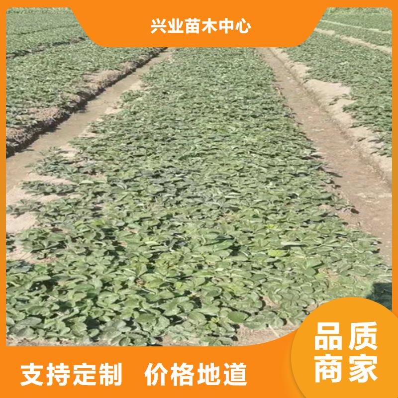 【草莓苗】煙福8蘋果苗品質無所畏懼