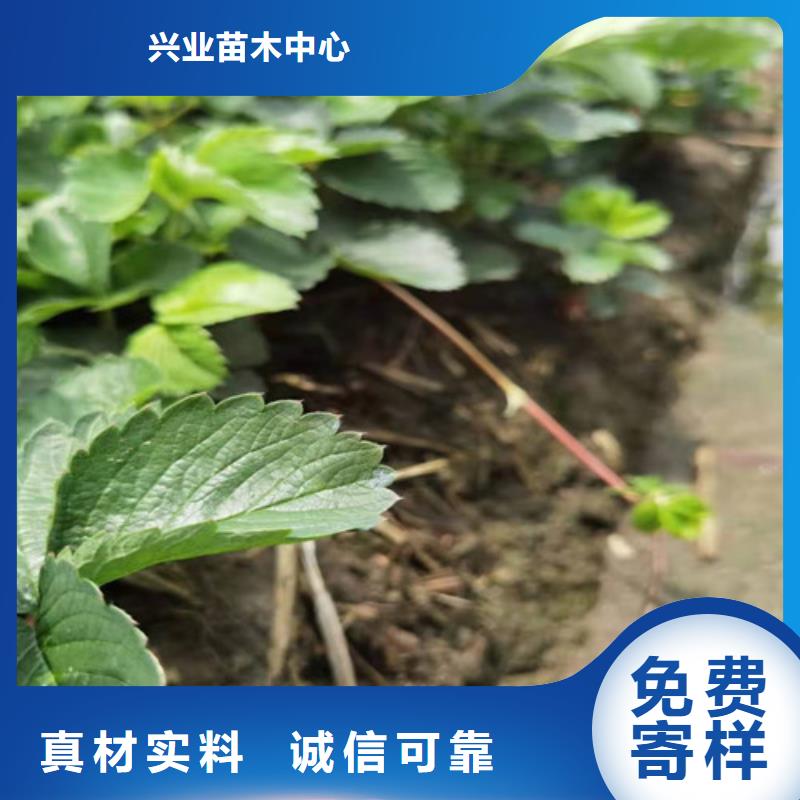 【草莓苗,獼猴桃苗好貨直供】