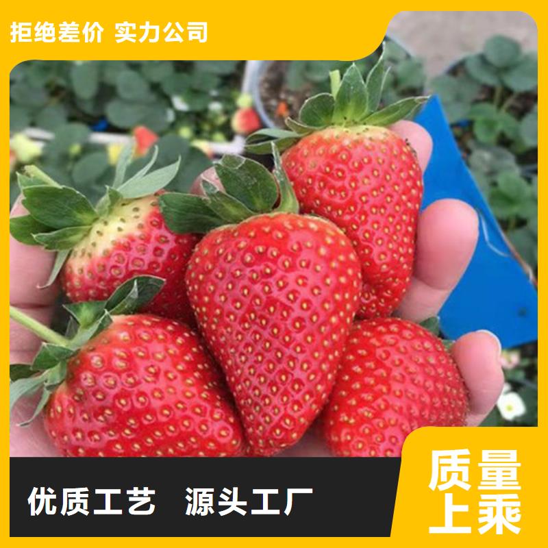 【草莓苗大金星山楂苗支持加工定制】