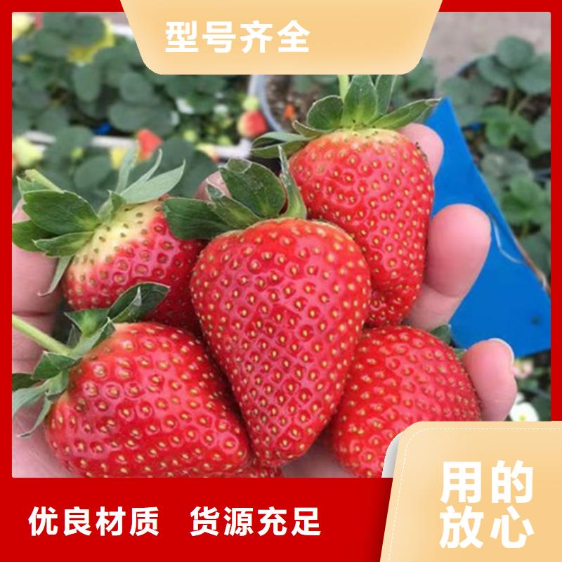 草莓苗蘋果苗不斷創(chuàng)新