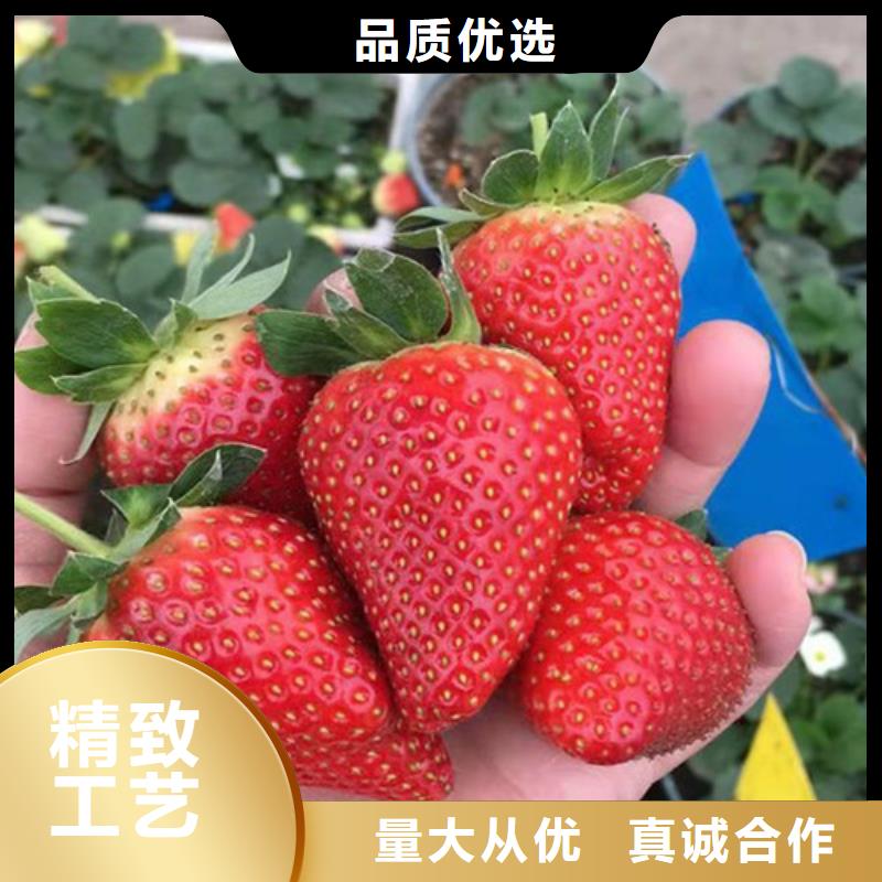 草莓苗_樱桃树苗厂家精选