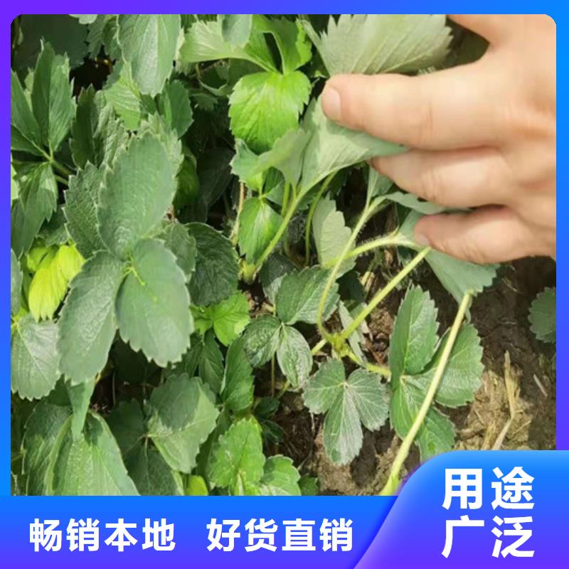 【草莓苗】葡萄苗来图定制