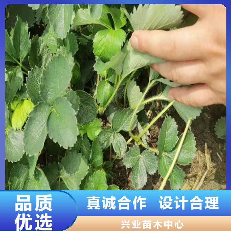 【草莓苗】大棚草莓苗款式多樣