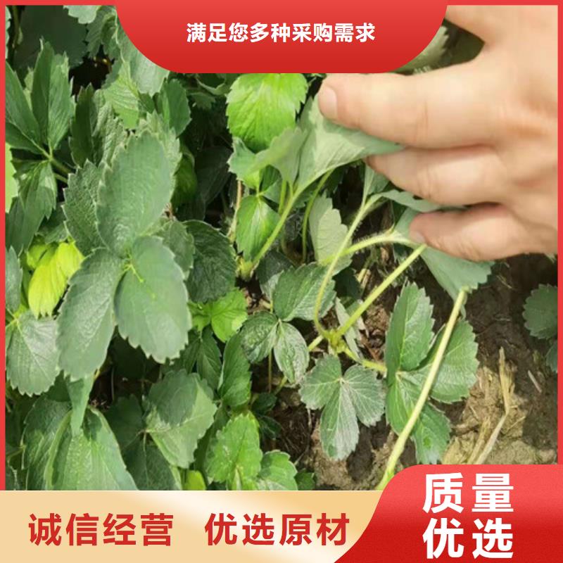 【草莓苗枣树苗追求品质】