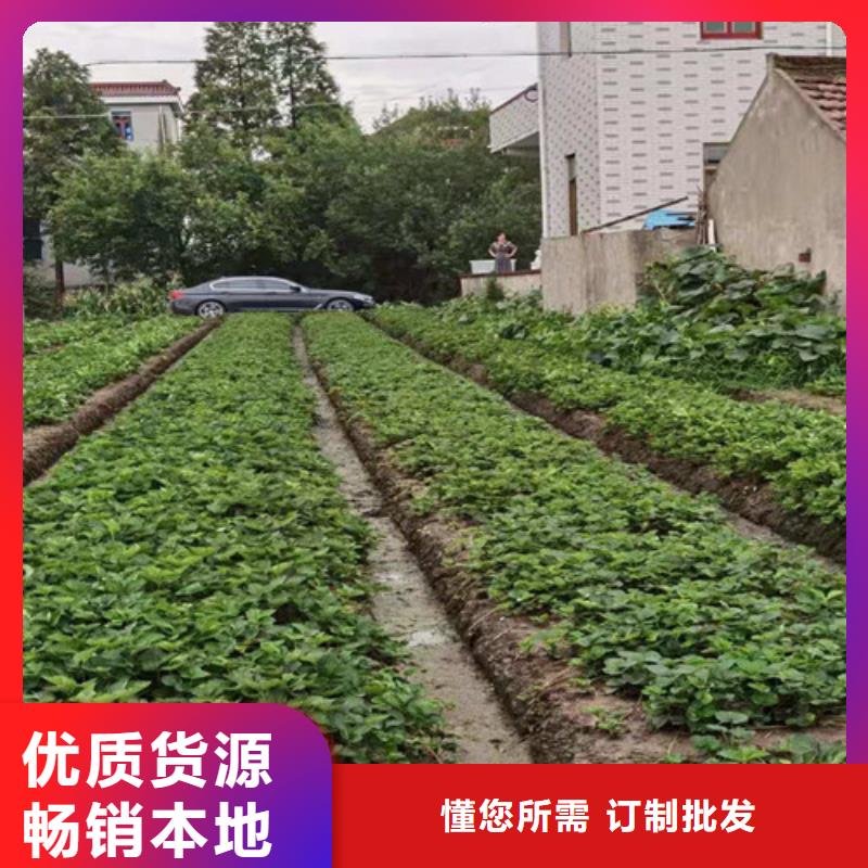 【草莓苗樱桃树苗工厂直营】