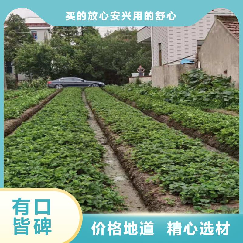 草莓苗【樱桃苗】买的放心