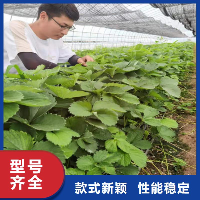 草莓苗_【黄金蜜桃苗】产品细节