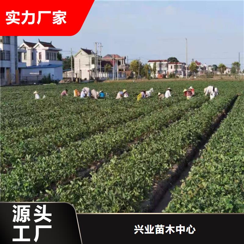 草莓苗_【黄金蜜桃苗】产品细节