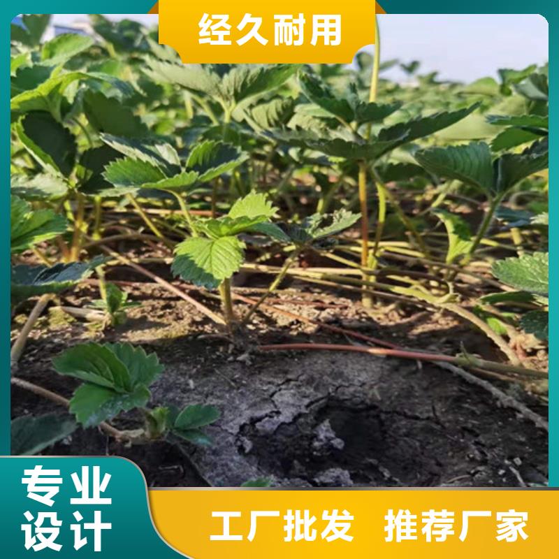 草莓苗_【黄金蜜桃苗】产品细节