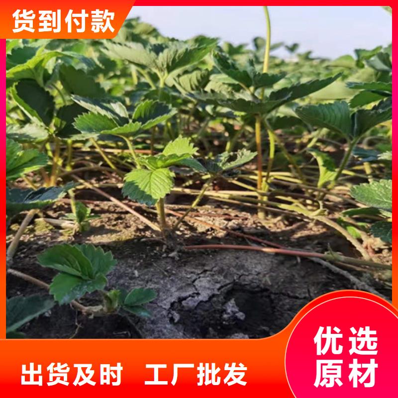 【草莓苗】櫻桃樹苗產(chǎn)地貨源