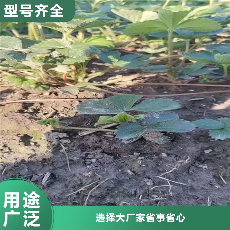 【草莓苗】大棚草莓苗款式多樣