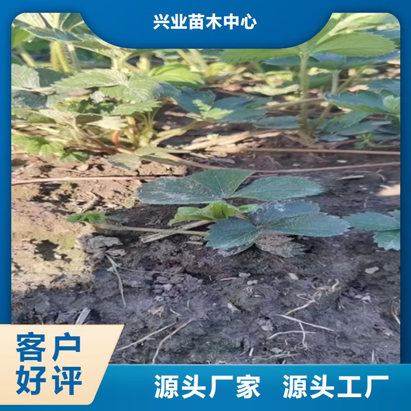 草莓苗苹果苗不断创新