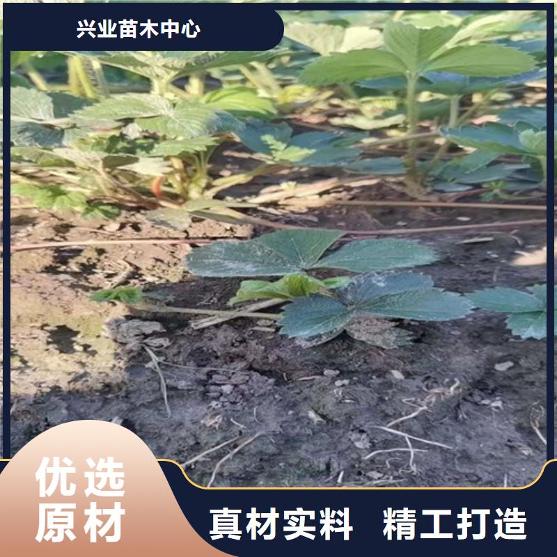 【草莓苗蘋果苗廠家直營】