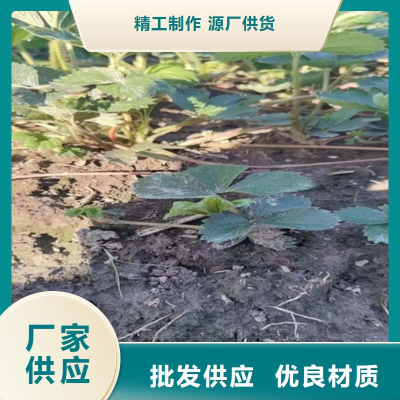 草莓苗【梨树苗】品质卓越