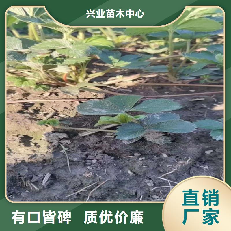 【草莓苗樱桃树苗工厂直营】