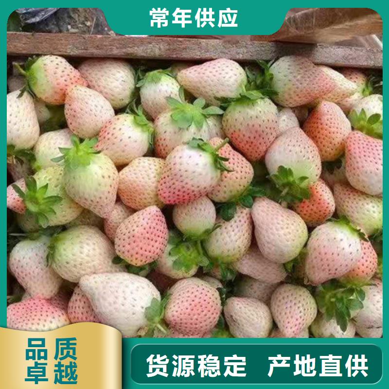 草莓苗,葡萄苗通过国家检测