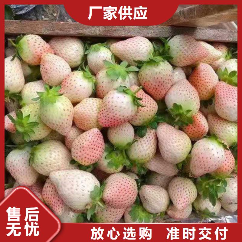 草莓苗早酥红梨以质量求生存