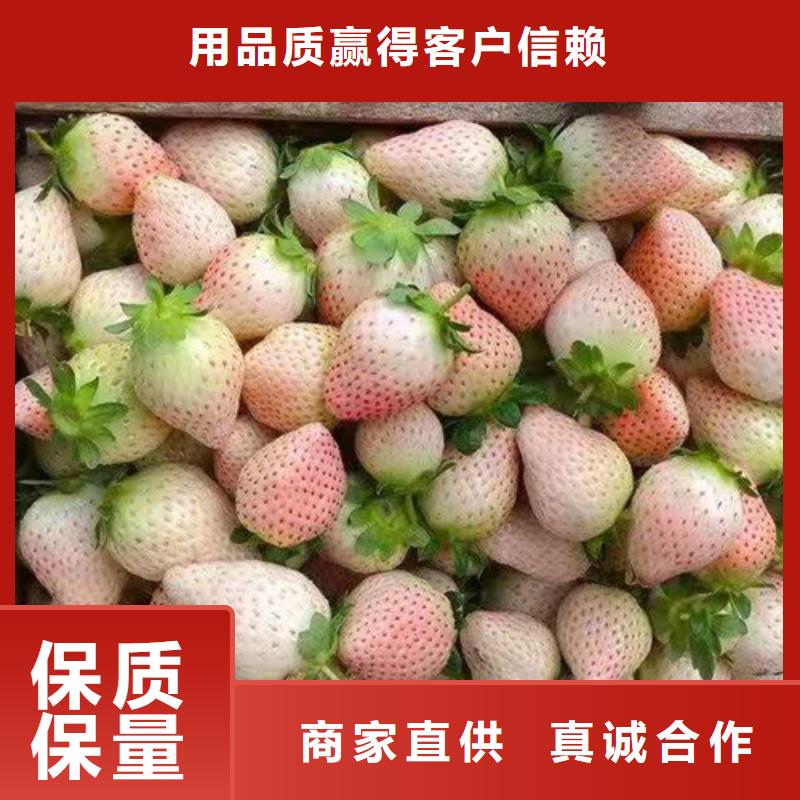 草莓苗-软枣猕猴桃苗工厂采购