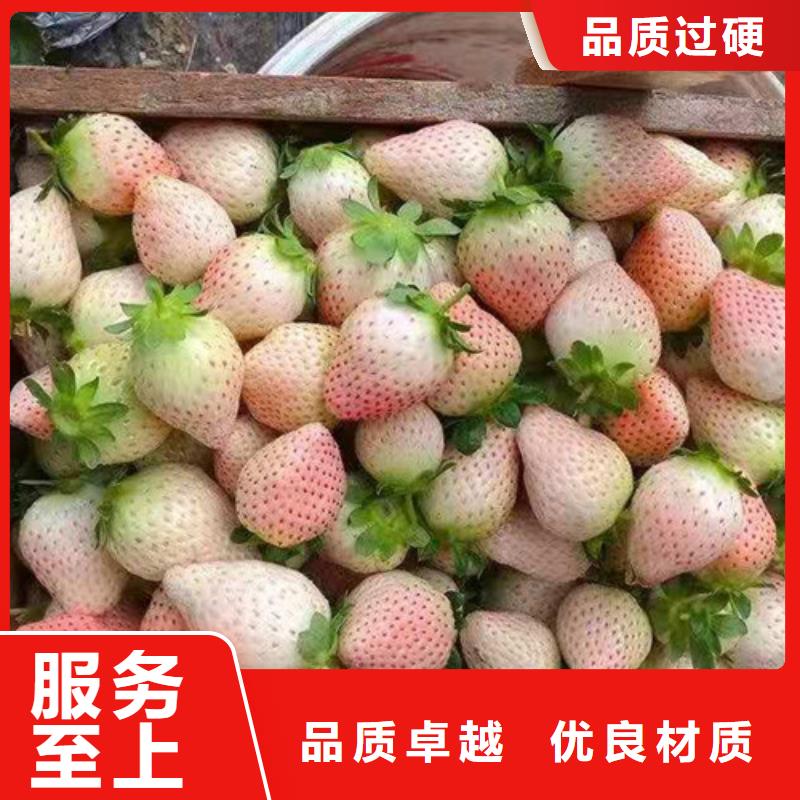 草莓苗桃树苗品牌大厂家