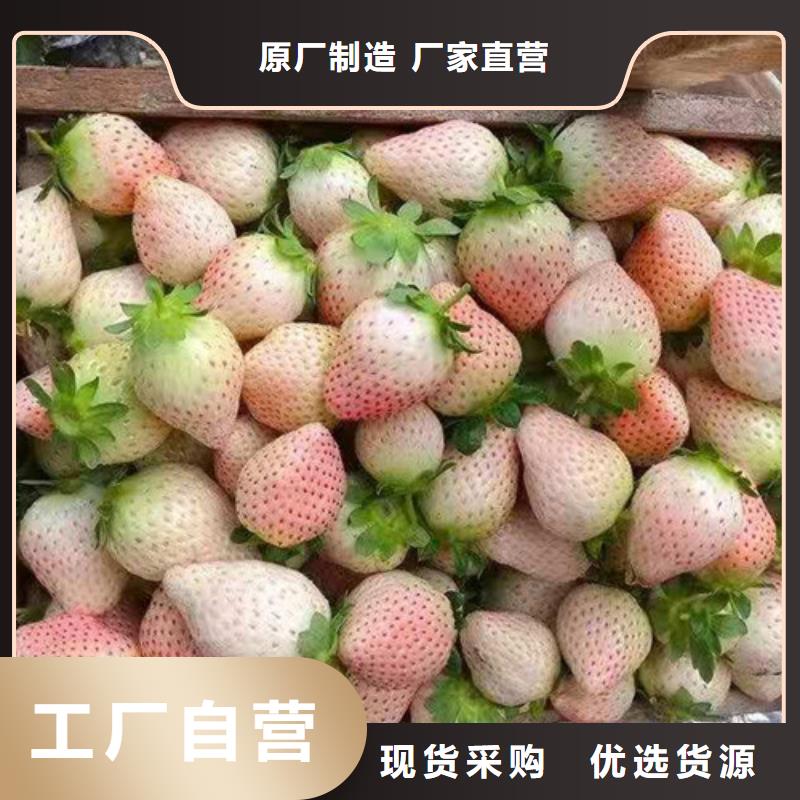 【草莓苗】大棚草莓苗款式多樣