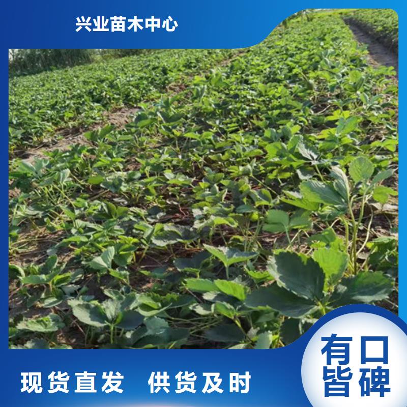 【草莓苗】大棚草莓苗款式多樣