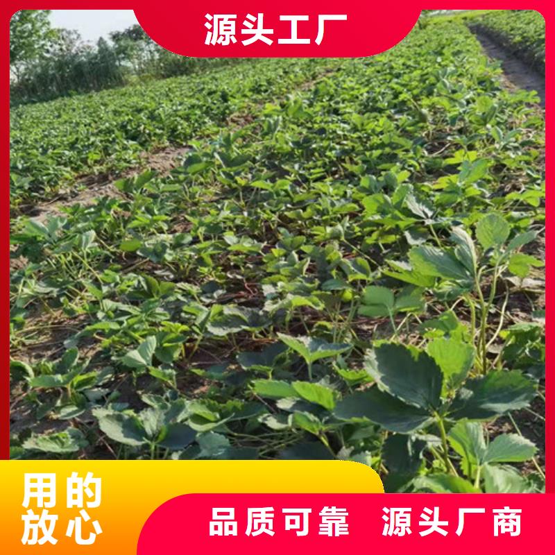 草莓苗【梨树苗】价格实惠工厂直供