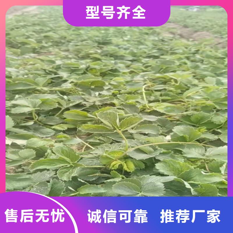 草莓苗樱桃树苗优选厂商