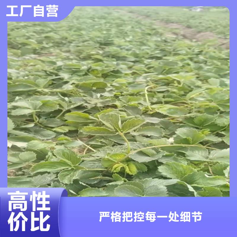 草莓苗【梨樹苗】品質卓越