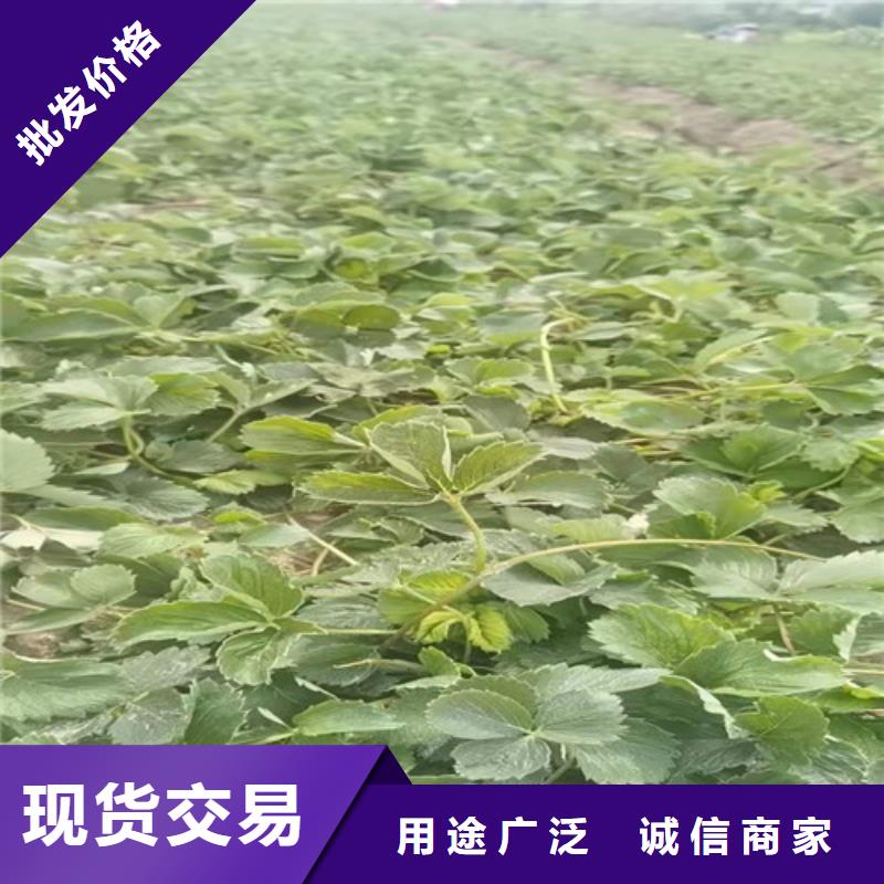 【草莓苗】大棚草莓苗款式多样