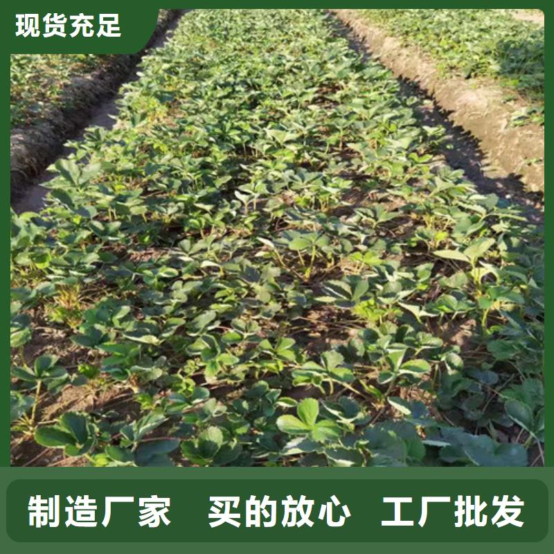 【草莓苗,梨树苗厂家品控严格】