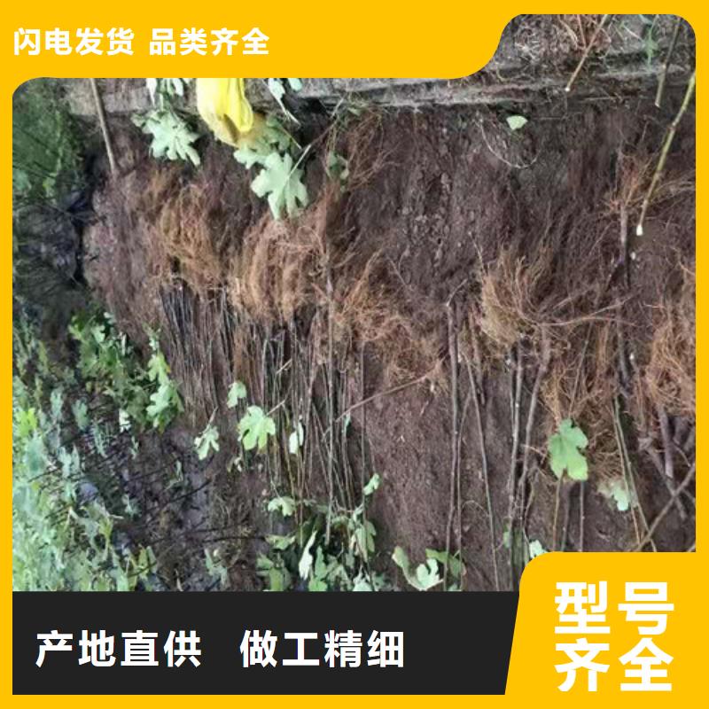 無花果_大棚草莓苗我們更專業