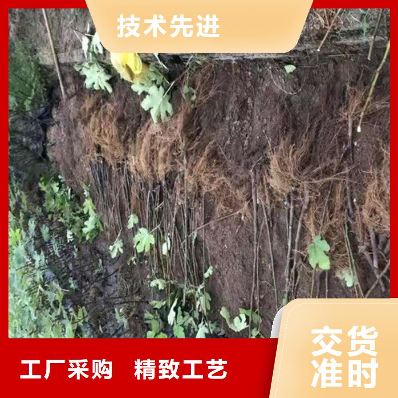 【無花果】-桃樹苗助您降低采購成本