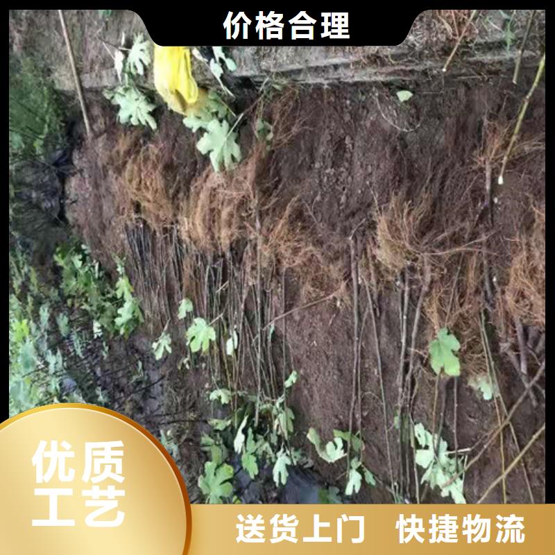 無花果大棚草莓苗好廠家有擔當