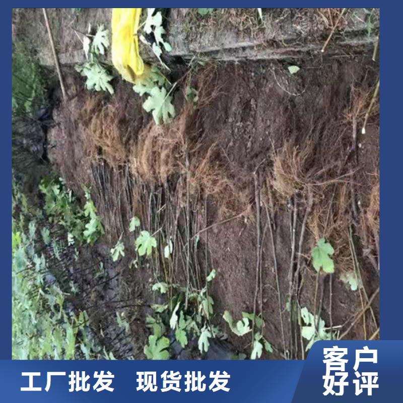 無花果【大棚草莓苗】生產加工