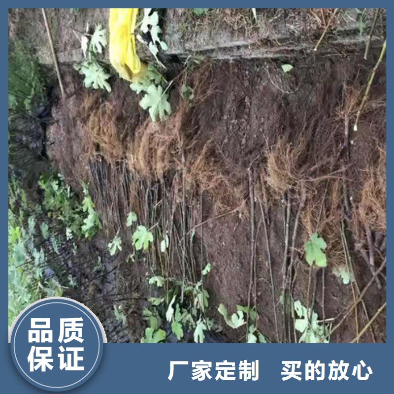 无花果,【棠梨苗】诚信经营质量保证